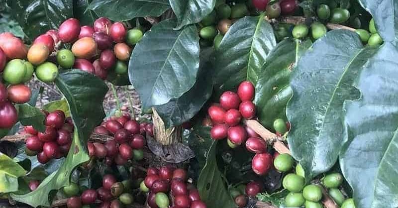 Colombia varietal