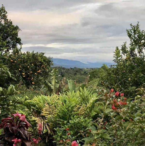 The garden at Finca Cristalina. Oh, the garden...