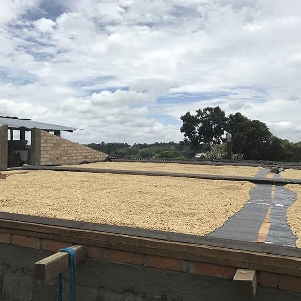 Rooftop drying beds