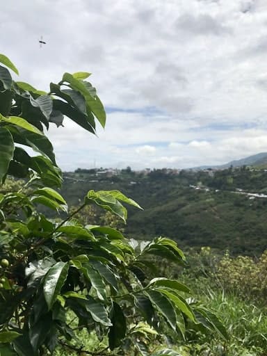 Cajibio hillside