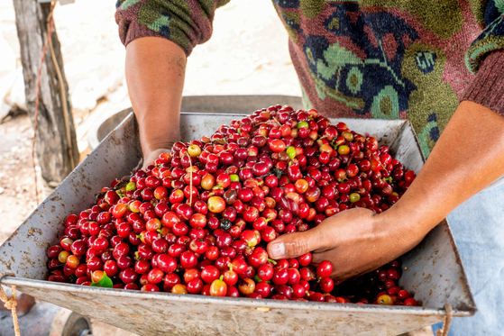 Is Coffee bean a fruit?