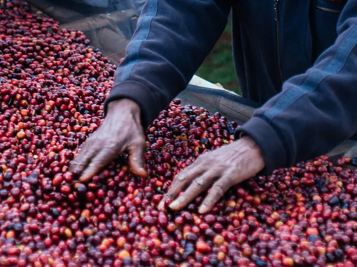 Coffee cherries in Ethiopia